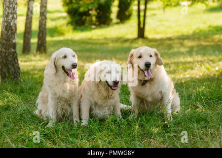 Tre cani nella foresta Foto Stock