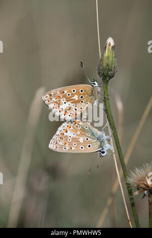 Adonis blu (Lysandra bellargus). Coppia di farfalle di accoppiamento con la femmina in alto Foto Stock