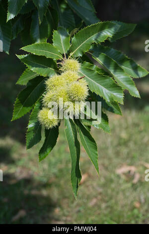 Frutti e foglie di dolce o di castagno (Castanea sativa) Foto Stock