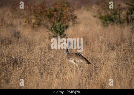 Kori Bustard a piedi attraverso erba secca Foto Stock