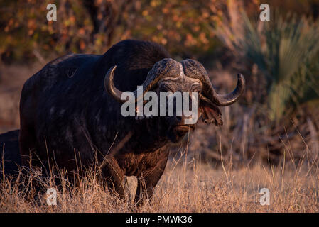 Un vecchio buffalo bull Foto Stock