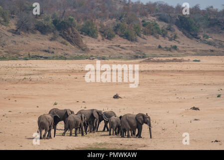 Allevamento di elefante in un alveo secco Foto Stock