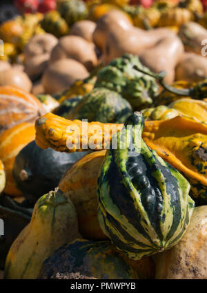 Numerose varietà di zucca in vari colori e forme con sfocato Foto Stock