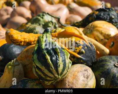 Diverse varietà di zucca in diversi colori con sfondo sfocato Foto Stock