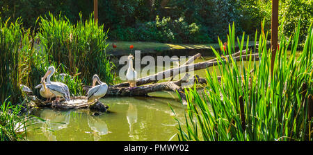 Pelican uccelli famiglia insieme a un paesaggio fluviale un adulto proteggere il suo bambino Foto Stock