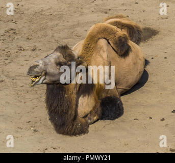 Funny portrait close up di un cammello sorridente con due gobbe sulla schiena Foto Stock