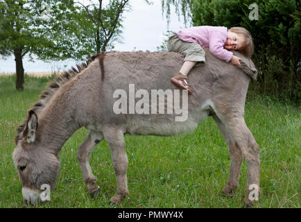 Ragazza carina la posa su donkey nel campo Foto Stock