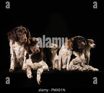 Studio shot Springer Spaniel e Jack Russell Terrier cani Foto Stock