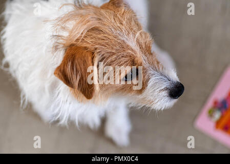 Vista aerea jack russel dog sitter su un tappeto accanto al bambino neonato libro. Foto Stock