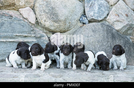 Carino Springer Spaniel cuccioli in una riga Foto Stock