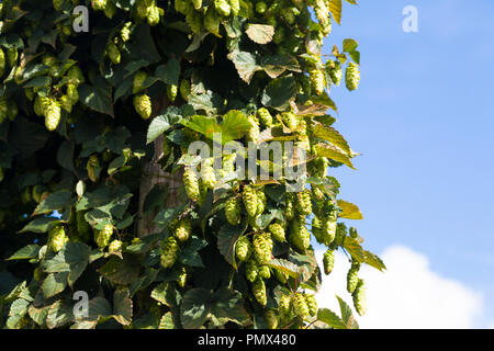 Luppolo (Humulus lupulus), Kent, Regno Unito, l'autunno. Secchi fiori di luppolo fornire amarizzante, aromatizzanti e stabilità nella birra, utilizzato anche nella medicina di erbe. Foto Stock