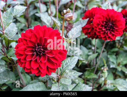 Berlin Neukölln, Britzer giardino Dahlia annuale flower show, Dahlienfeuer, display.Red Fiore Dahlia cultivar, decorativi dalia, Voits Schwarze Foto Stock