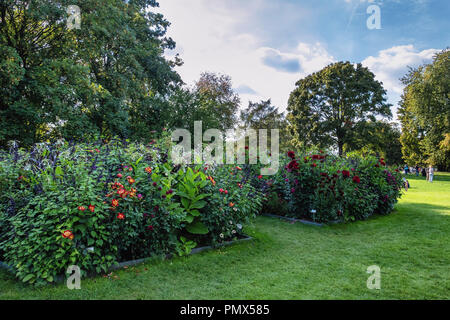 Berlin Neukölln, Britzer giardino Dahlia annuale flower show, Dahlienfeuer, visualizza di dalie in letti colorati Foto Stock