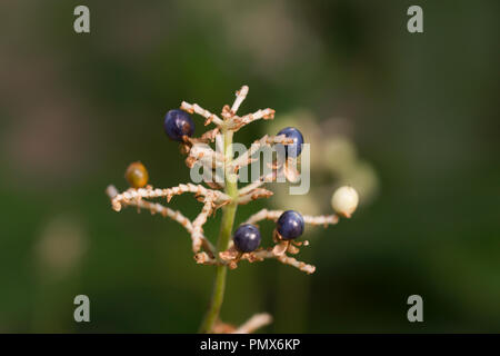 Pollia japonica anche chiamato East Asian pollia e Yabumyoga è un fiore perenne nativa per l'Asia orientale. Visto presso il giardino botanico di Berlino, Europa Foto Stock