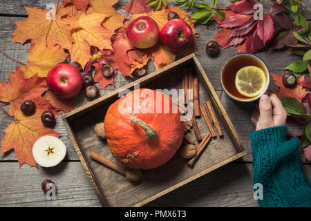 Calda tazza di tè in mano con decor di zucche, mele e foglie di autunno sulla tavola di legno. Vista dall'alto. Foto Stock