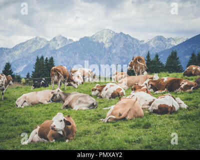 Allevamento di vacche in appoggio su un prato di montagna Foto Stock