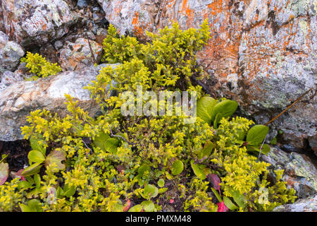 Giovani piccoli arbusti di alberi di conifere con aghi gialli crescere tra le pietre nelle montagne di Altai cercando di sopravvivere in ambienti ostili environmenta Foto Stock