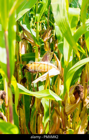 Sulla pannocchia di mais, maturi con il golden mais in un campo di mais appena prima del raccolto. Foto Stock