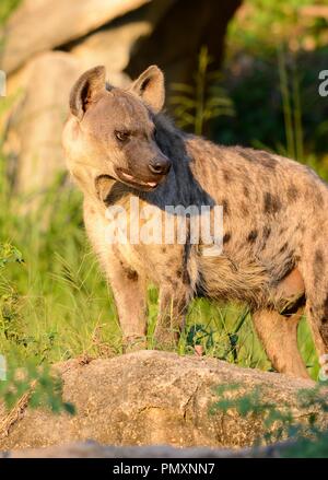 Bella Spotted Hyaenas (Hyaena hyaena) cercando la sua preda Foto Stock