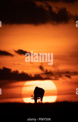 Blue gnu profilarsi nel centro di Sun Foto Stock