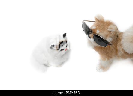 La bambola cane indossando occhiali da sole e cat carino bella su sfondo bianco con copia spazio per aggiungere del testo Foto Stock