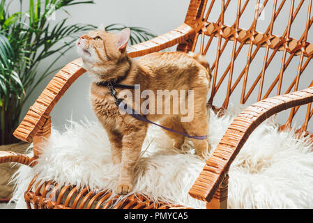 Carino lo zenzero domestico gatto con guinzaglio permanente sulla sedia a dondolo in salotto Foto Stock