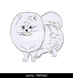Bianco cane pomerania disegnati a mano illustrazione. Simpatico cane bianco schizzo isolati su sfondo bianco. Illustrazione Vettoriale