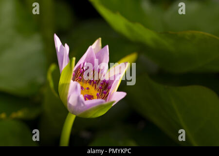 Chiudere fino all'apertura fiore di ninfei colorata, un giglio di acqua nativa per l'africa. Visto nel Giardino Botanico di Berlino, Germania, Europa Foto Stock