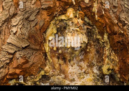 Close-up su la corteccia e la linfa degli alberi di Pinus halepensis, noto anche come pino di Aleppo. Foto Stock