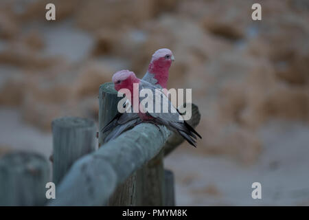 Rose-Brested Galahs cacatua appoggiata da spiaggia Foto Stock