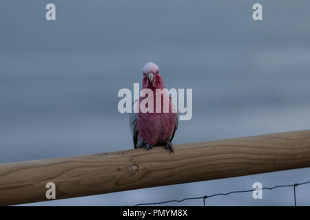 Close up di un Rose-Brested Galah cockatoo da spiaggia Foto Stock