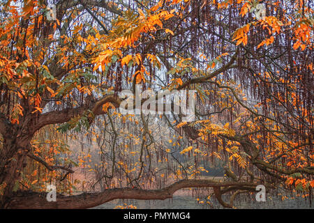 Willow Tree in autunno colori in stretta fino Foto Stock