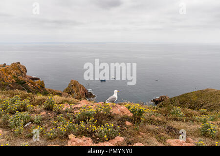 Isole Berlengas, Portogallo - 21 Maggio 2018: vista mare con le aringhe gull sulle rocce Foto Stock