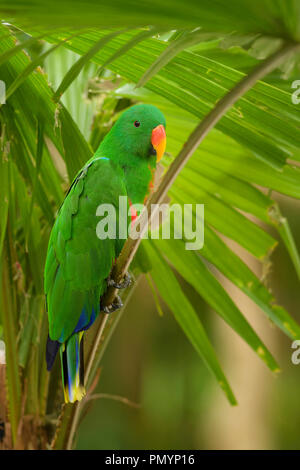 Eclectus Parrot - Eclectus roratus, bellissimo pappagallo colorato da foreste indonesiane e boschi, Nuova Guinea. Foto Stock