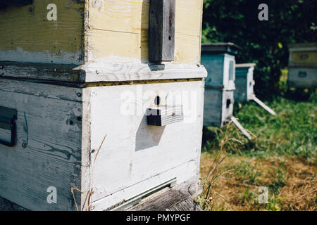 Vista ravvicinata alveari di api nell'apiario Foto Stock