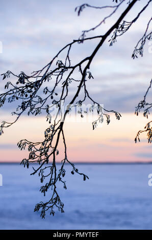 Orecchini su un ramo di ontano nero ricoperto di ghiaccio contro il blu sera la neve e il tramonto di close-up Foto Stock