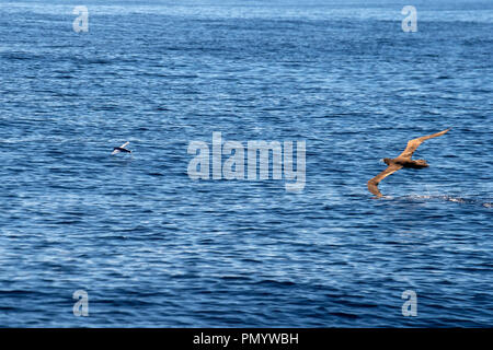 Brown booby Gannett inseguono a pesci volanti in Polinesia francese Foto Stock