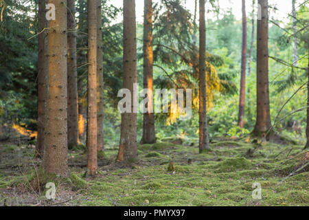 Deep Scandinavian forest during a late summer day. Foto Stock