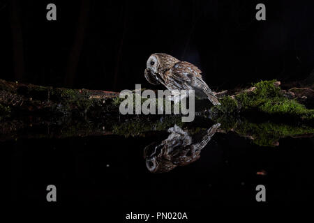 Allocco Strix aluco, che si riflette in un pool, photograhed utilizzando una reflex fotocamera remota trappola e flash, East Yorkshire, Regno Unito. Foto Stock