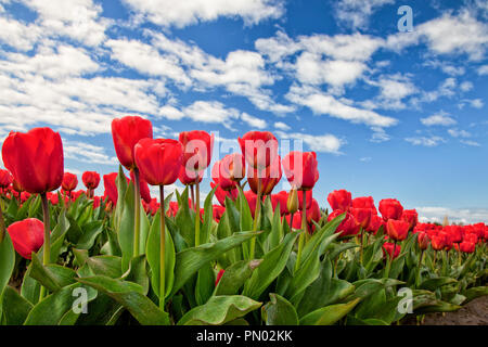Tulipani rossi che fiorisce in Mount Vernon, Washington in Skagit Valley Foto Stock