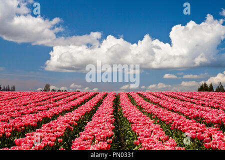Tulipani rosa che fiorisce in un campo in Mount Vernon, Washington Foto Stock