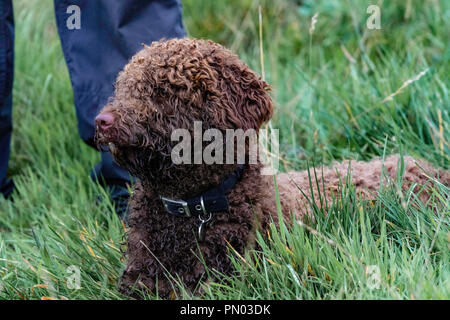 Springer e Cocker Spaniels in gioco..... i cani da sparo che lavorano si divertono Foto Stock