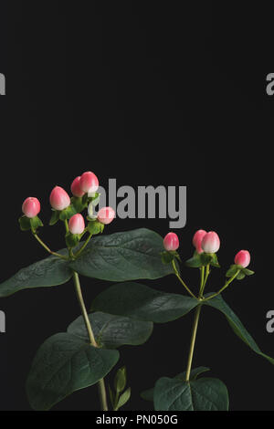 Vista ravvicinata di piante con rosa di bacche di hypericum isolato su nero Foto Stock