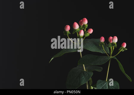 Vista ravvicinata di piante con rosa di bacche di hypericum isolato su nero Foto Stock