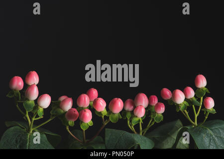 Vista ravvicinata di piante con rosa di bacche di hypericum isolato su nero Foto Stock