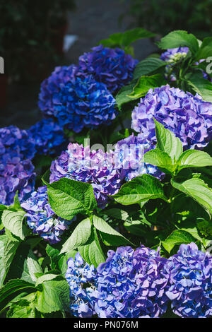 Vista ravvicinata di hydrangea fiori con foglie verdi sotto la luce del sole a Bonn, Germania Foto Stock