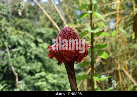 Etlingera elatior - Zenzero torcia Foto Stock