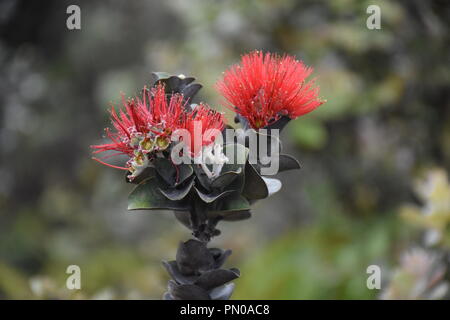 Ohi'a Lehua Foto Stock