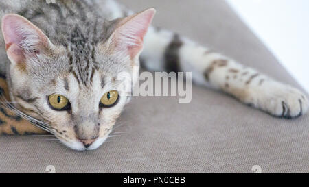 Vista ravvicinata della bella argento maschio Gatto Bengal gattino ritratto Foto Stock