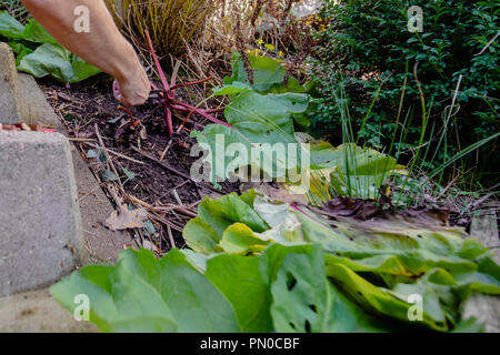Persona adulta il taglio e la raccolta di homegrown rabarbaro organico Foto Stock